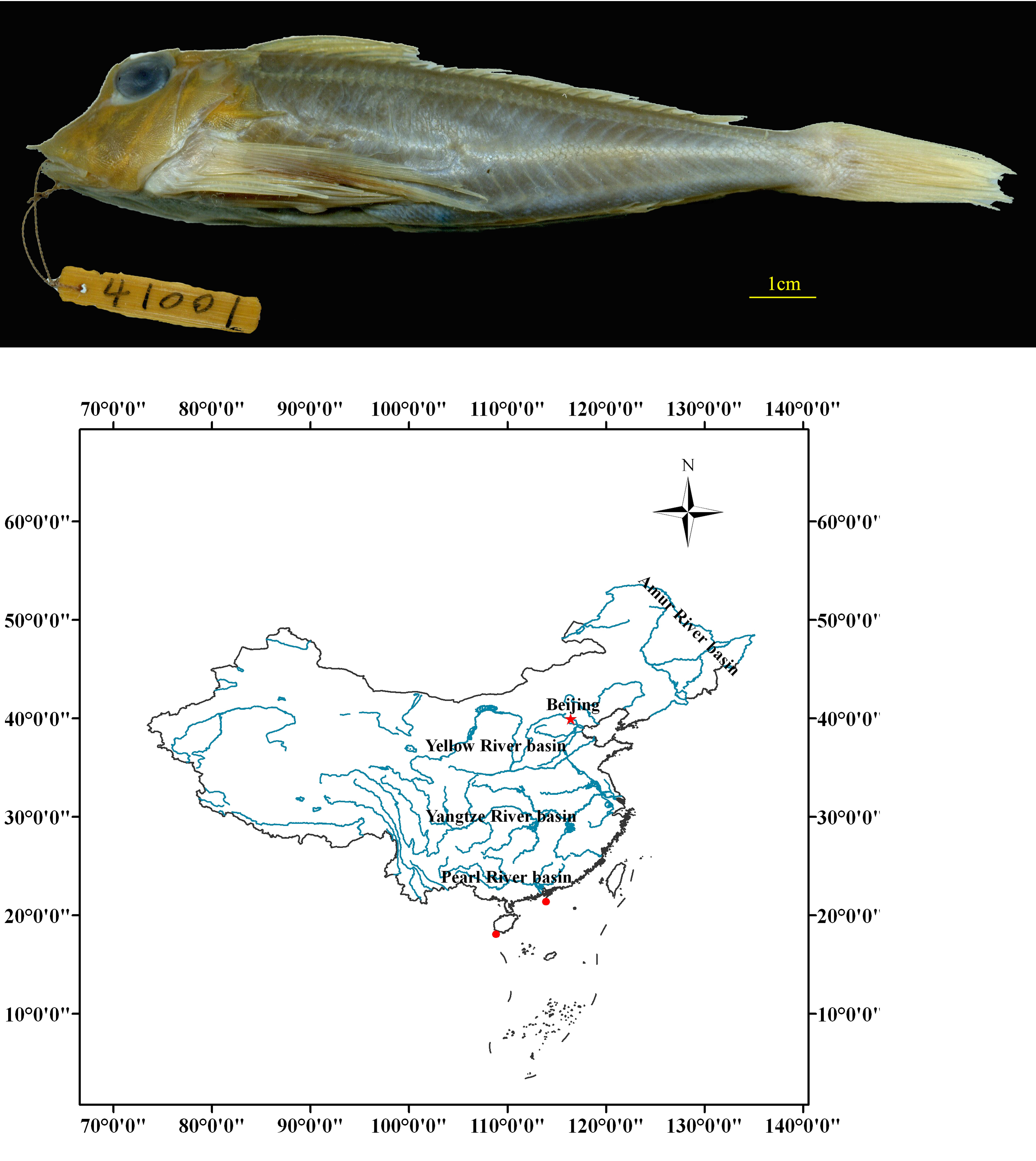ภาพ ปลา lepidojugulata (Lepidotrigla lepidojugulata)