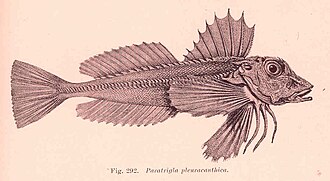 ภาพ ปลา pleuracanthica (Lepidotrigla pleuracanthica)