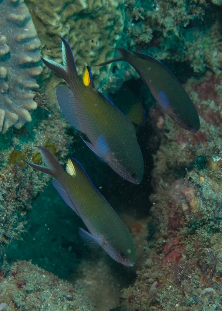 ภาพ ปลาสลิดหิน tapeinosoma (Lepidozygus tapeinosoma)