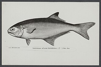 ภาพ ปลา muelleri (Leptobrama muelleri)