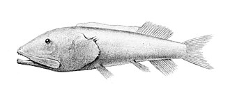 ภาพ ปลา pinguis (Leptochilichthys pinguis)