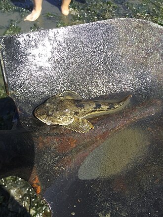 ภาพ ปลา armatus (Leptocottus armatus)