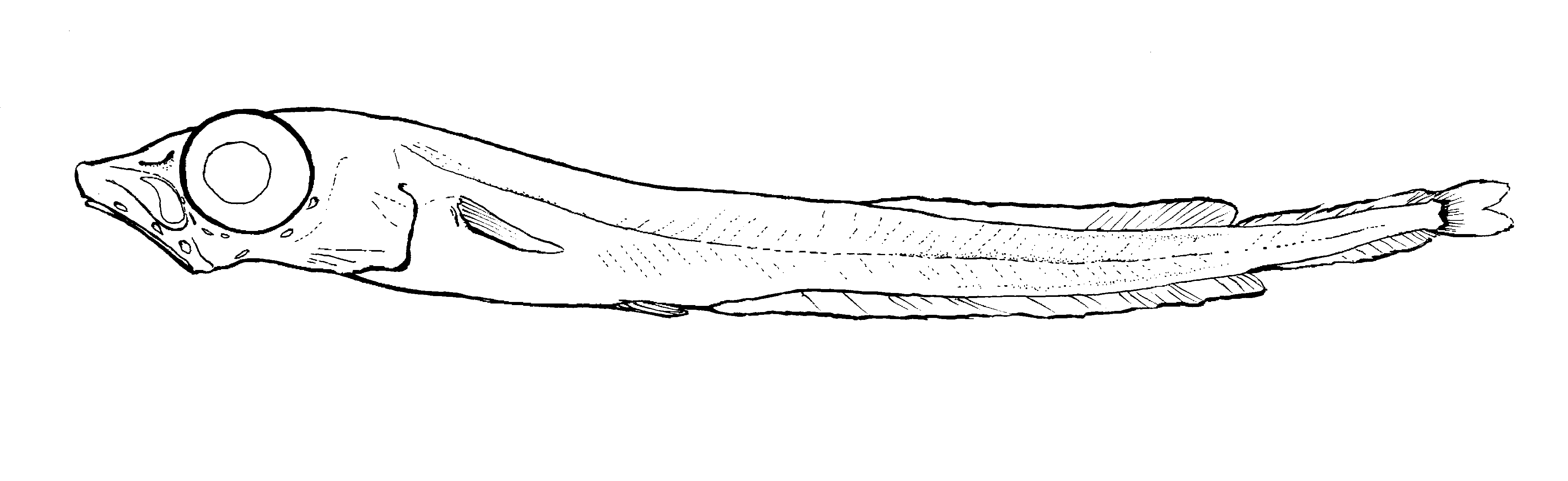ภาพ ปลา macrophthalmum (Leptoderma macrophthalmum)