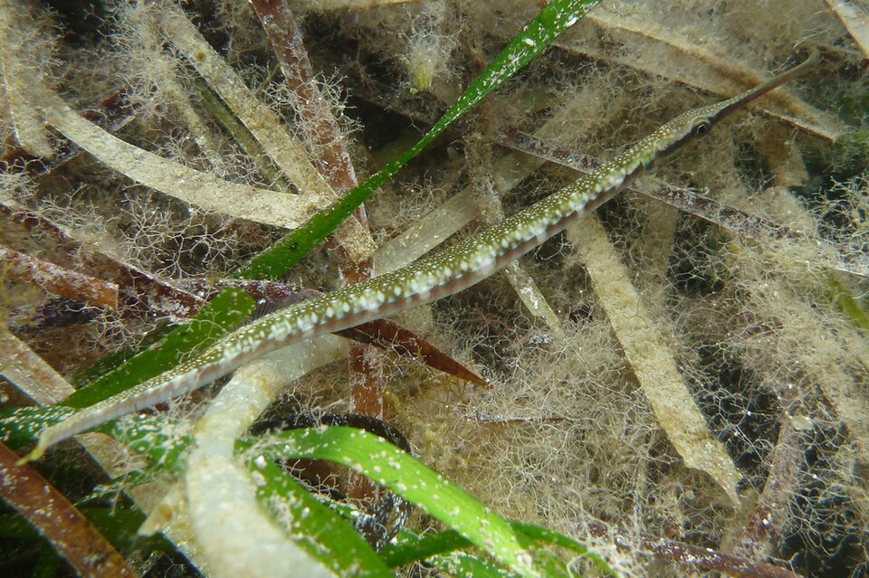 ภาพ ปลาจิ้มฟันจระเข้ fistularius (Leptoichthys fistularius)