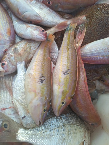 ภาพ ปลานกขุนทอง lambdastigma (Leptojulis lambdastigma)