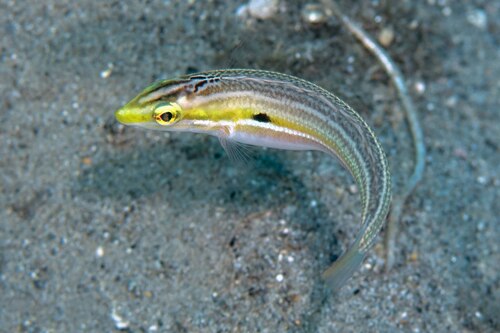 ภาพ ปลานกขุนทองดำจุด (Leptojulis polylepis)