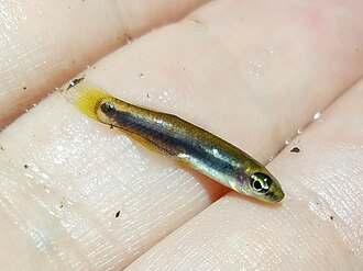ภาพ ปลา ommata (Leptolucania ommata)