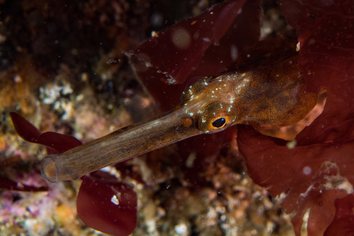 ภาพ ปลาจิ้มฟันจระเข้น้ำลึก (Leptonotus blainvilleanus)