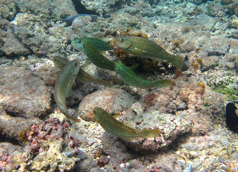 ภาพ ปลานกแก้วน้ำเงินลายจุด (Leptoscarus vaigiensis)