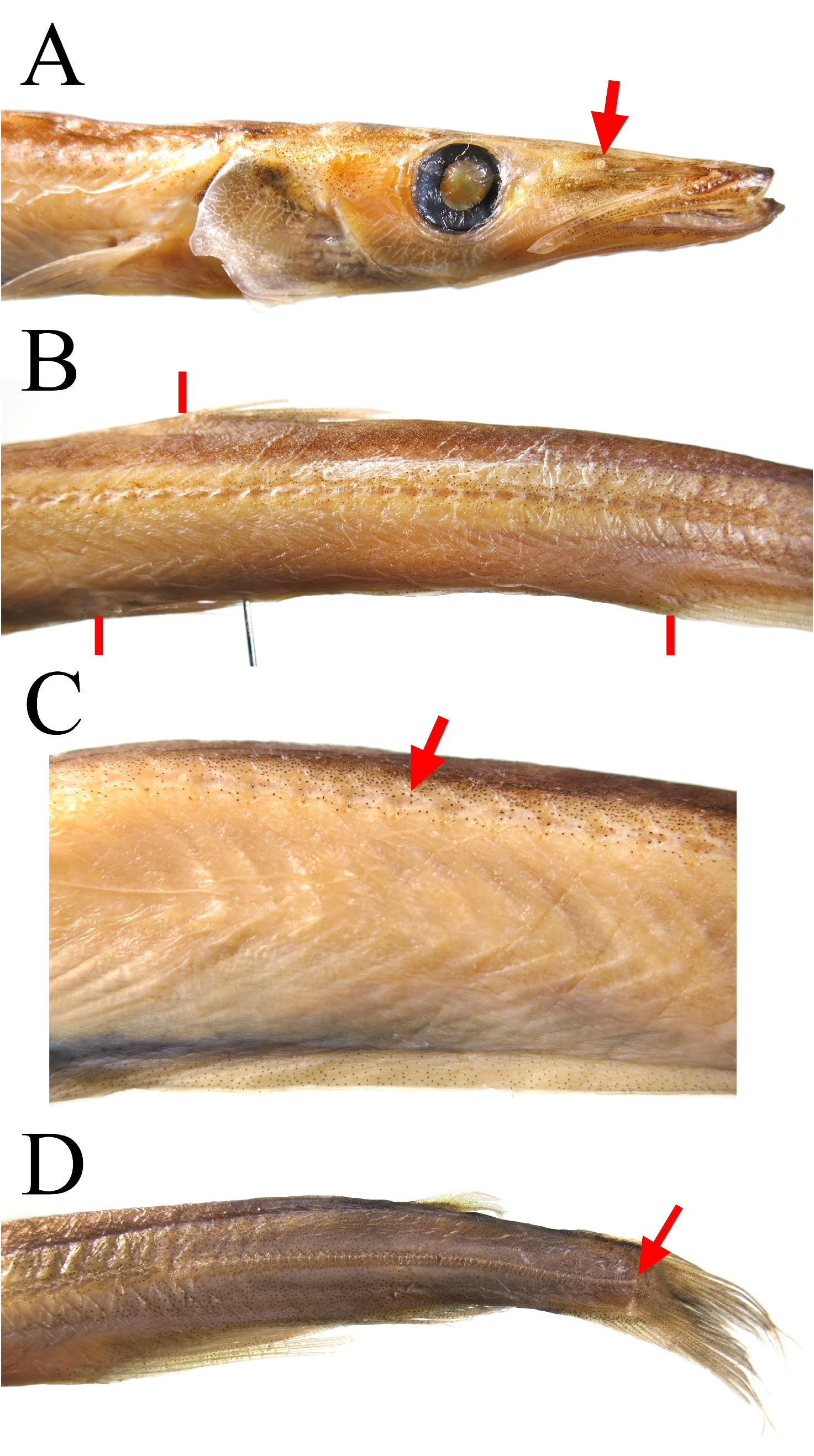ภาพ ปลา distans (Lestidiops distans)