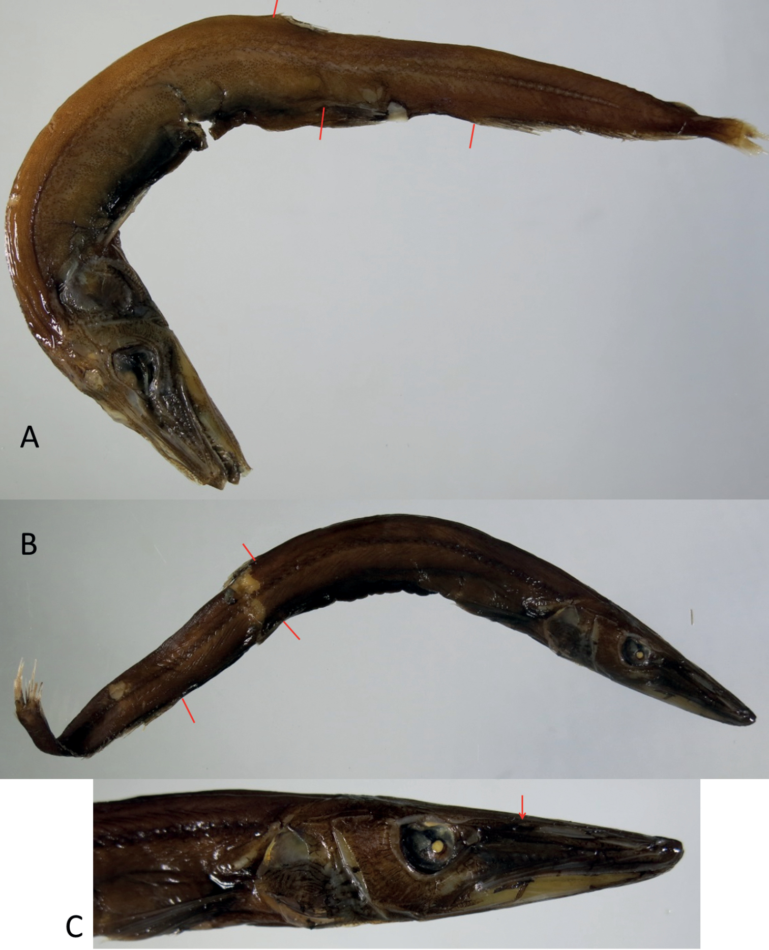 ภาพ ปลา mirabilis (Lestidiops mirabilis)