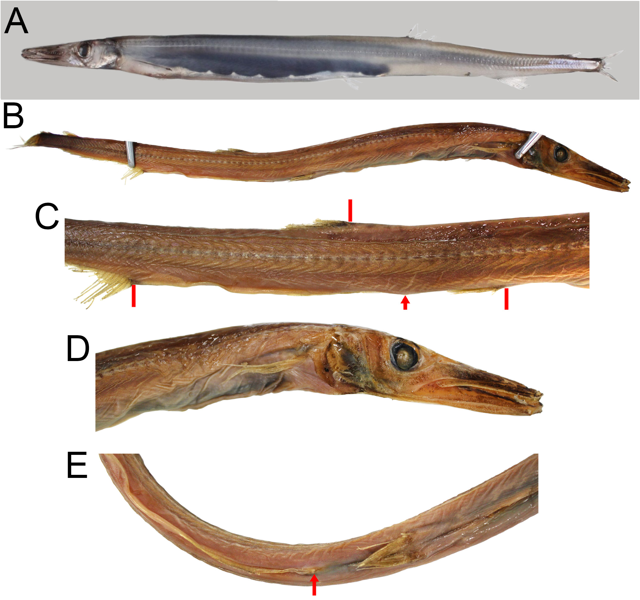 ภาพ ปลา sphyraenopsis (Lestidiops sphyraenopsis)