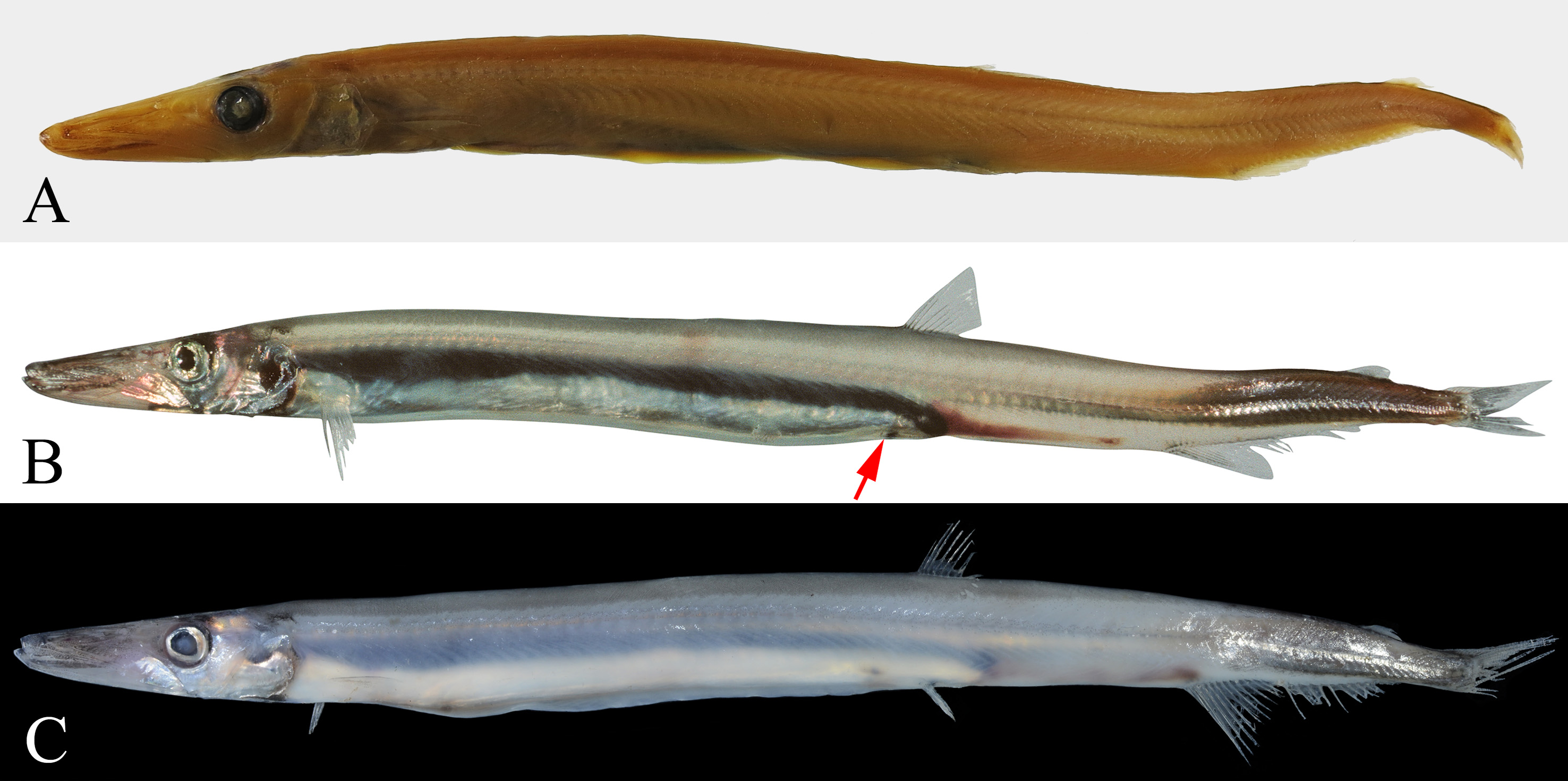 ภาพ ปลา longilucifer (Lestidium longilucifer)