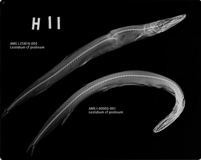 ภาพ ปลา nigrirostrum (Lestidium nigrirostrum)