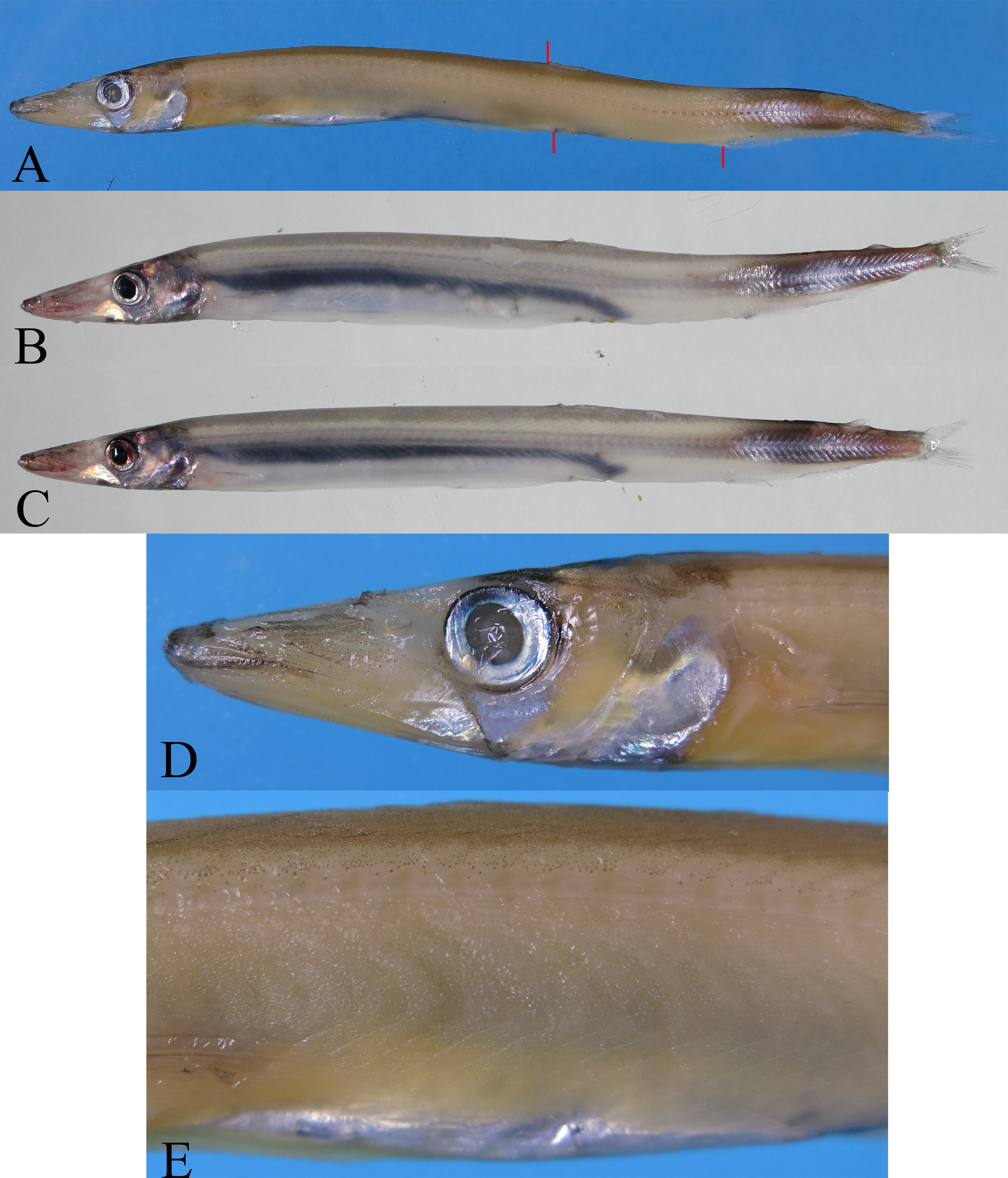 ภาพ ปลา orientale (Lestidium orientale)