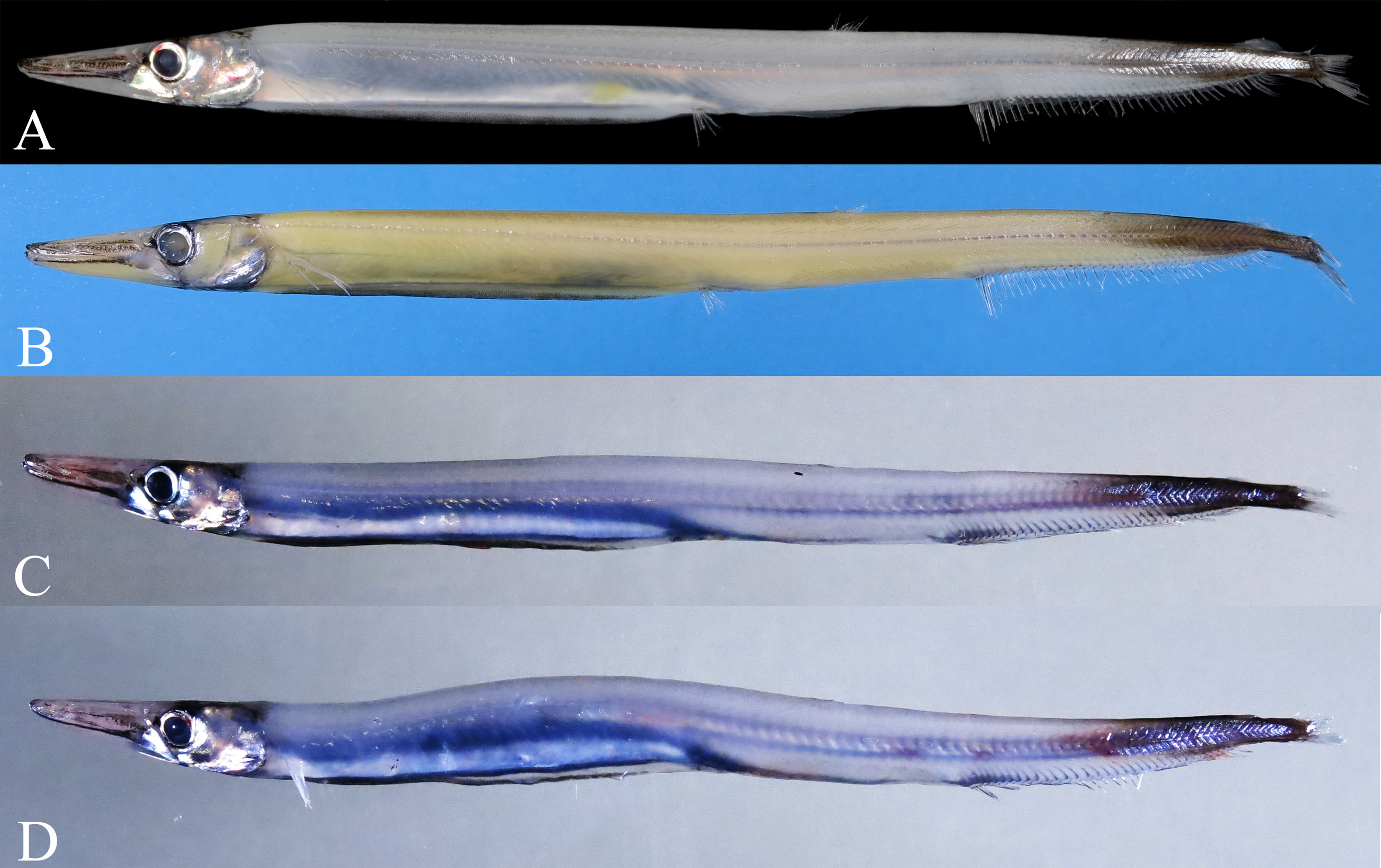 ภาพ ปลา nigroventralis (Lestrolepis nigroventralis)