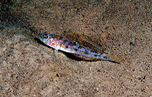 ภาพ ปลาบู่บู่ (Lesueurigobius friesii)