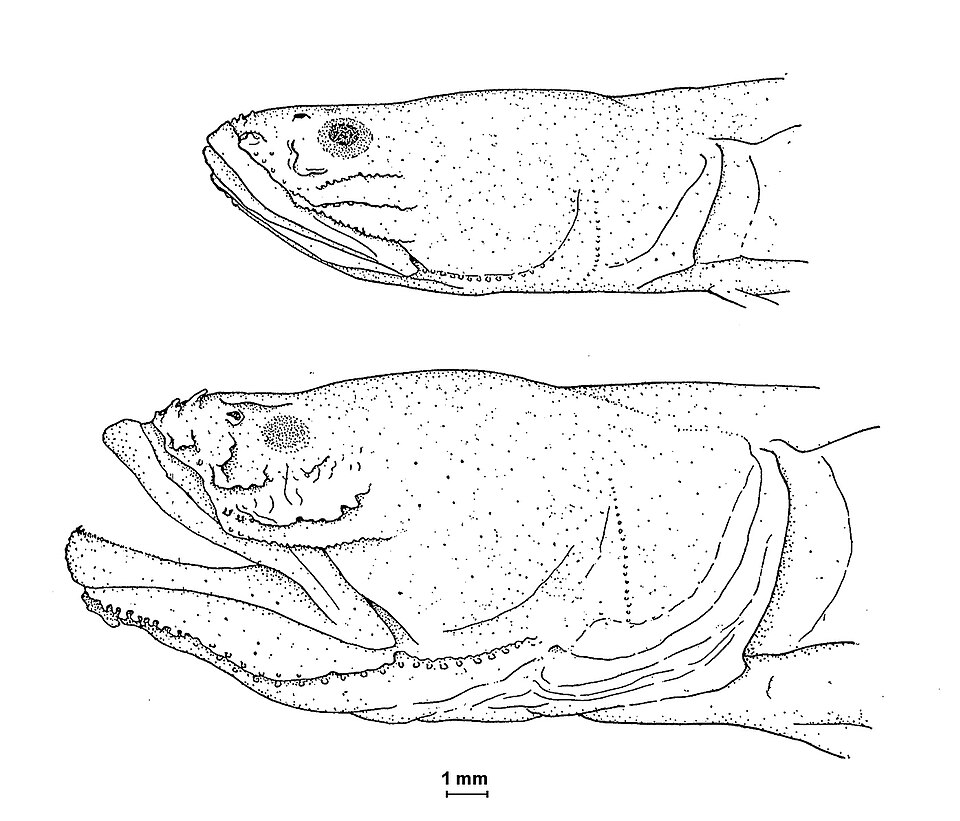 ภาพ ปลาบู่บู่ (Lethops connectens)