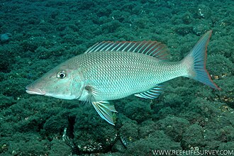 ภาพ ปลา amboinensis (Lethrinus amboinensis)