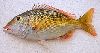 ภาพ ปลา atkinsoni (Lethrinus atkinsoni)