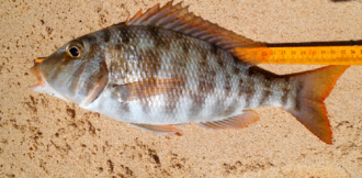 ภาพ ปลา atlanticus (Lethrinus atlanticus)
