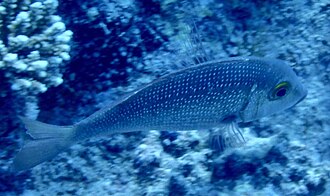 ภาพ ปลา borbonicus (Lethrinus borbonicus)
