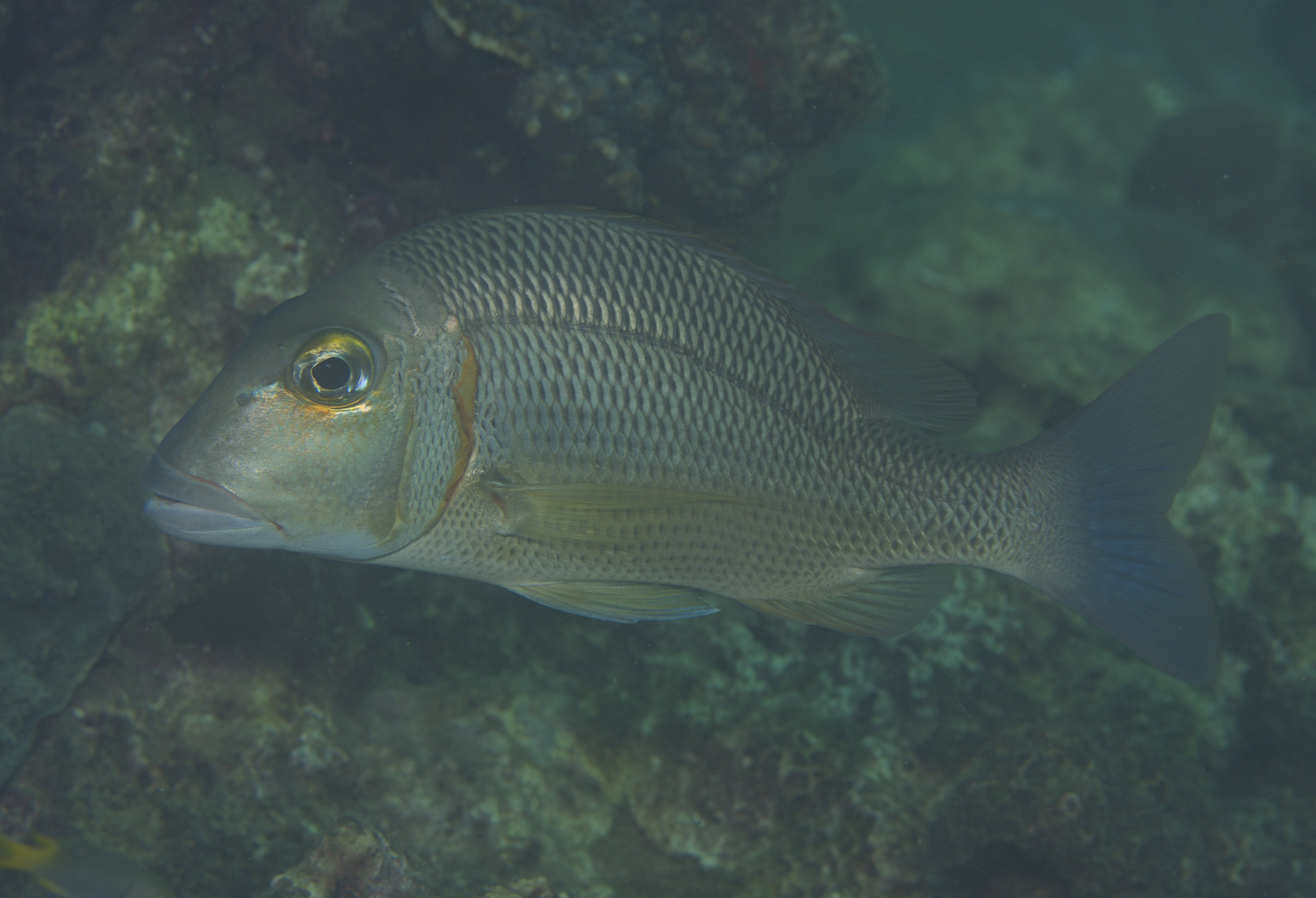 ภาพ ปลา crocineus (Lethrinus crocineus)