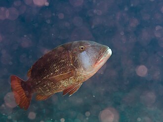 ภาพ ปลา erythracanthus (Lethrinus erythracanthus)
