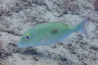 ภาพ ปลา harak (Lethrinus harak)