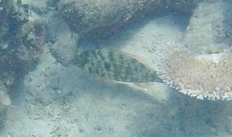 ภาพ ปลา laticaudis (Lethrinus laticaudis)