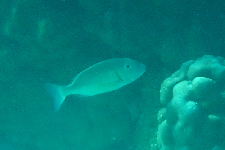 ภาพ ปลา lentjan (Lethrinus lentjan)
