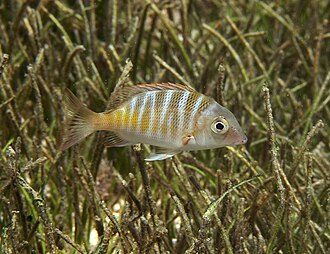 ภาพ ปลา mahsena (Lethrinus mahsena)