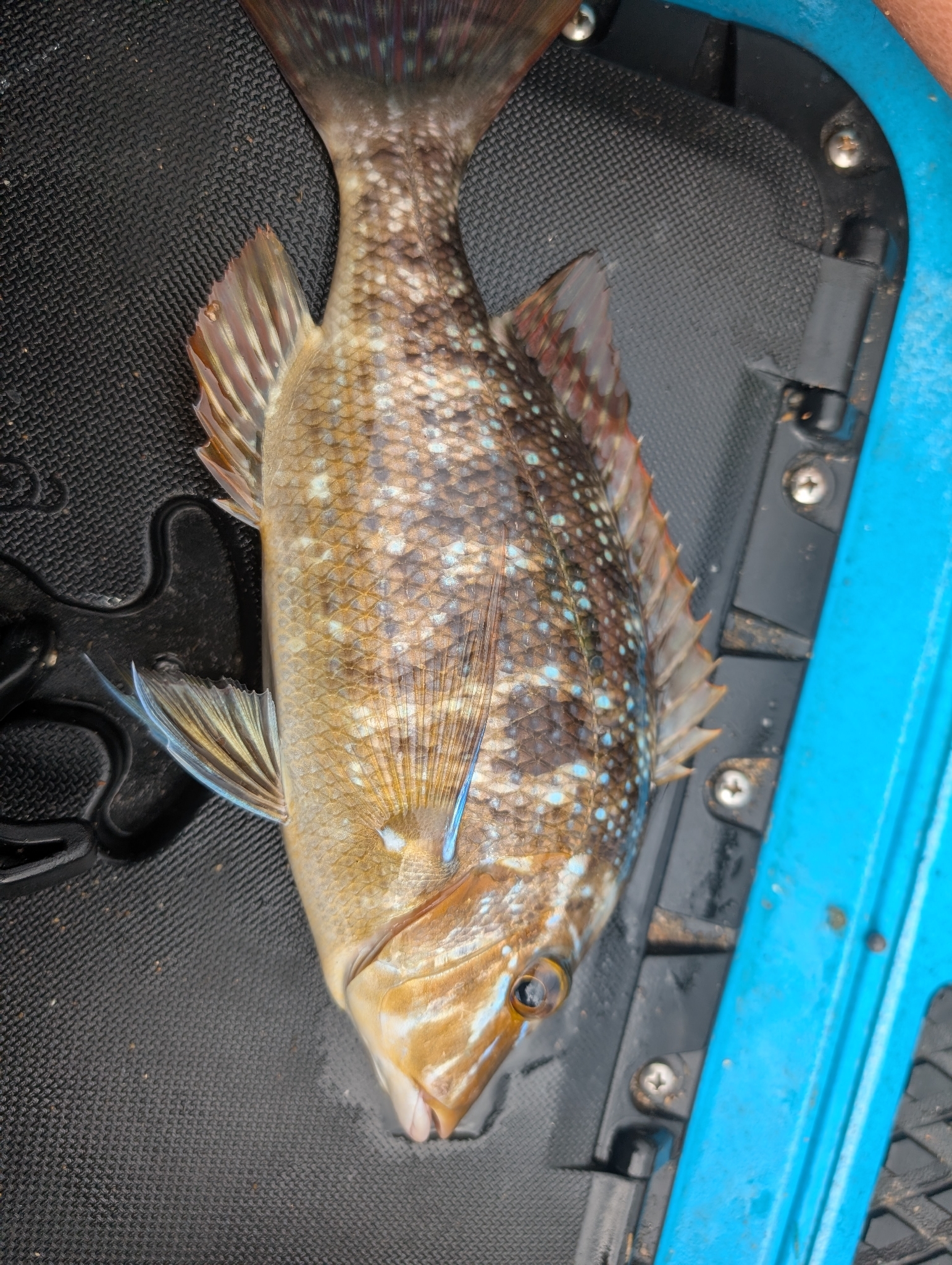 ภาพ ปลา nebulosus (Lethrinus nebulosus)