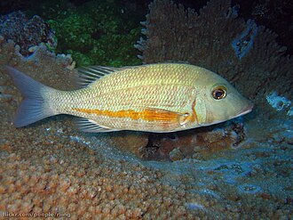 ภาพ ปลา obsoletus (Lethrinus obsoletus)
