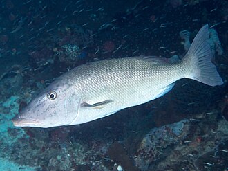 ภาพ ปลา olivaceus (Lethrinus olivaceus)