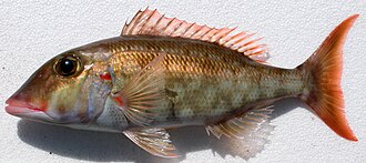 ภาพ ปลา rubrioperculatus (Lethrinus rubrioperculatus)