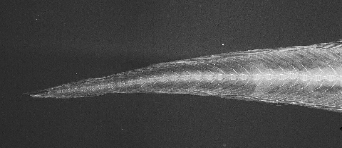 ภาพ ปลา atlanticus (Leucicorus atlanticus)