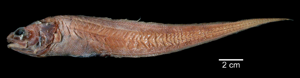ภาพ ปลา lusciosus (Leucicorus lusciosus)