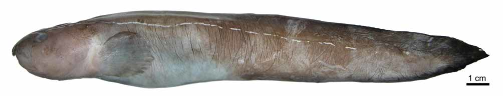 ภาพ ปลา brychios (Leucogrammolycus brychios)