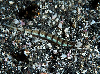 ภาพ ปลา fasciatus (Limnichthys fasciatus)
