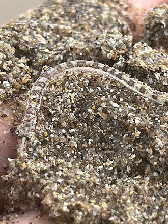 ภาพ ปลา polyactis (Limnichthys polyactis)