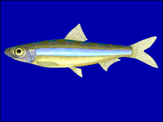 ภาพ ปลา miodon (Limnothrissa miodon)