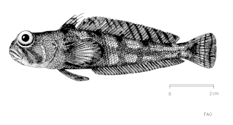 ภาพ ปลา mizops (Lindbergichthys mizops)