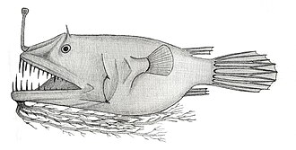 ภาพ ปลา algibarbata (Linophryne algibarbata)
