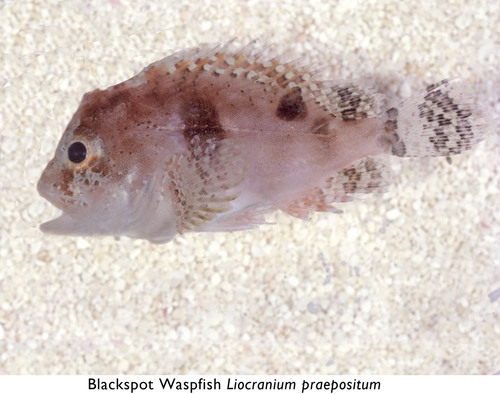 ภาพ ปลาแมงป่องใบไม้ praepositum (Liocranium praepositum)