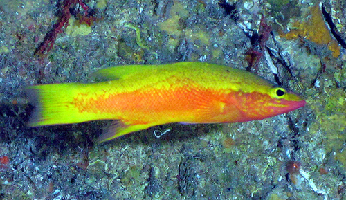 ภาพ ปลากะรังจิ๋วทอง (Liopropoma aberrans)