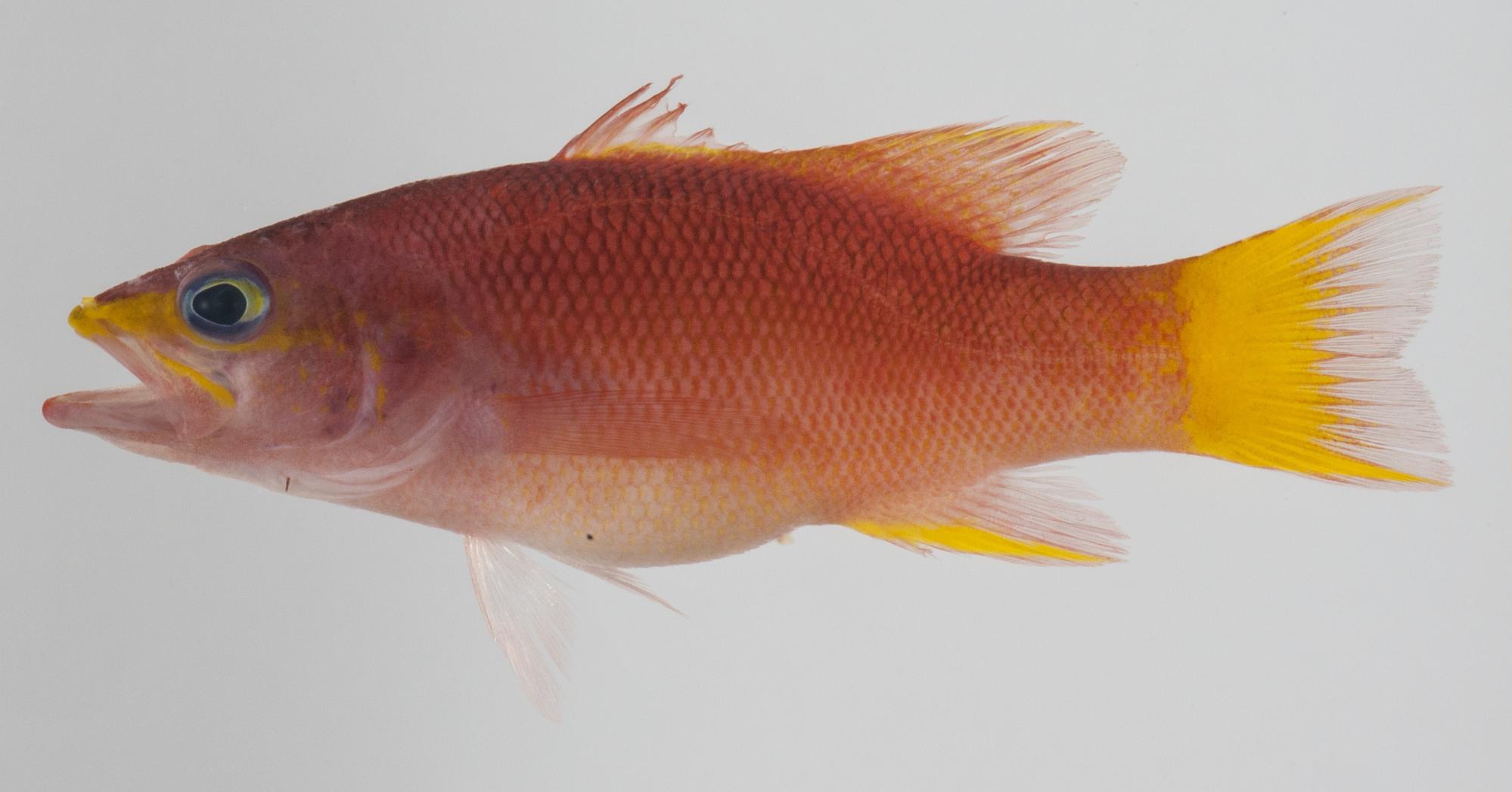 ภาพ ปลากะรังจิ๋ว aragai (Liopropoma aragai)