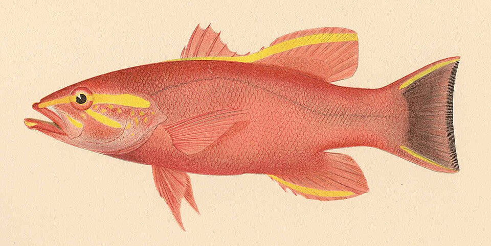 ภาพ ปลากะรังจิ๋ว aurora (Liopropoma aurora)