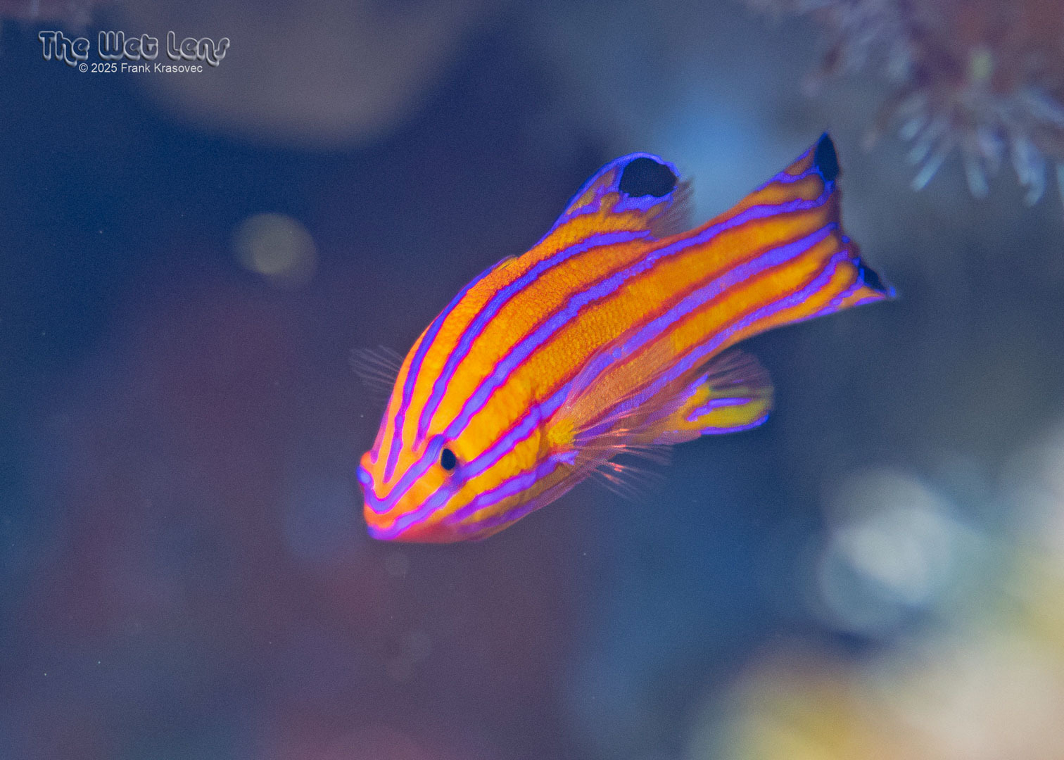 ภาพ ปลากะรังจิ๋ว carmabi (Liopropoma carmabi)