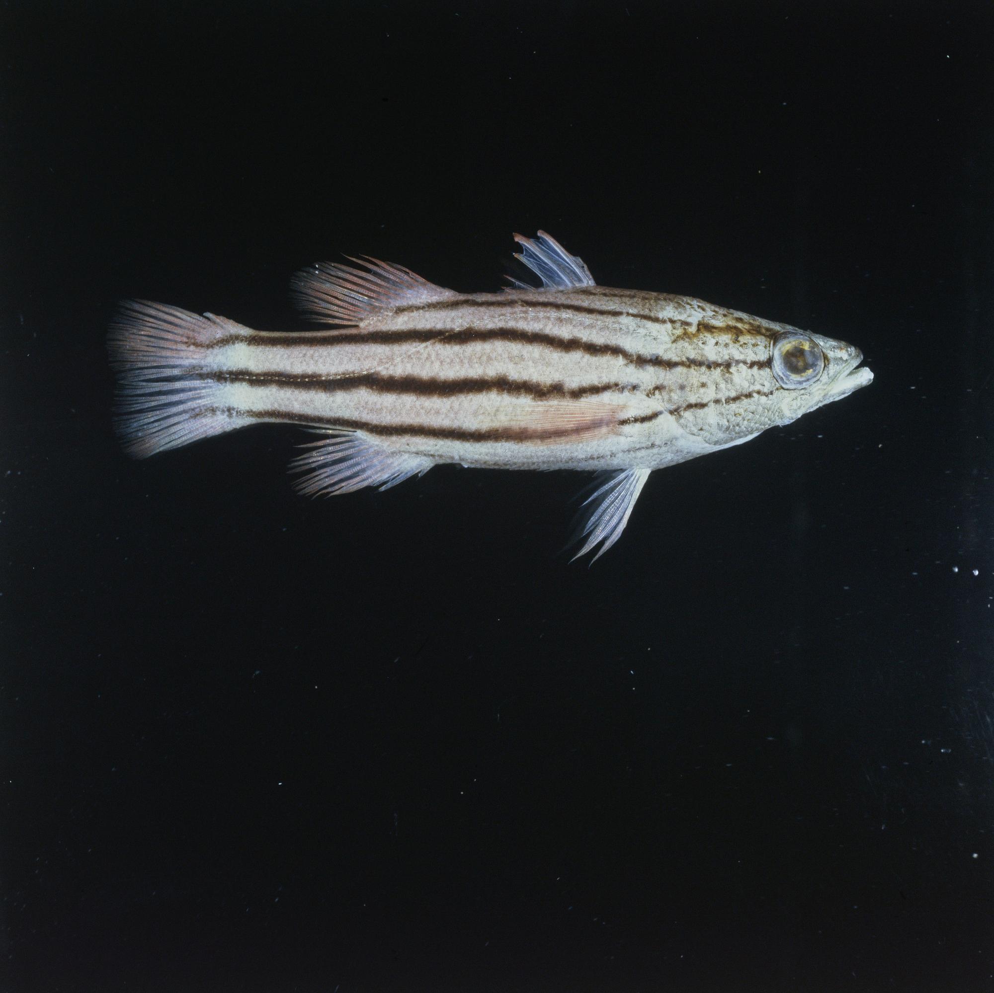 ภาพ ปลากะรังจิ๋ว collettei (Liopropoma collettei)